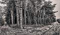 Tunstall Forest Edge_Barry Freeman_Expo
